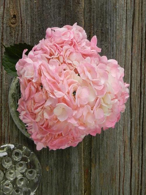 Painted Hot Pink #13  Tinted Hydrangeas
